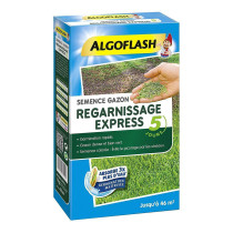 Gazon regarnissant express 5 jours Algoflash 1Kg